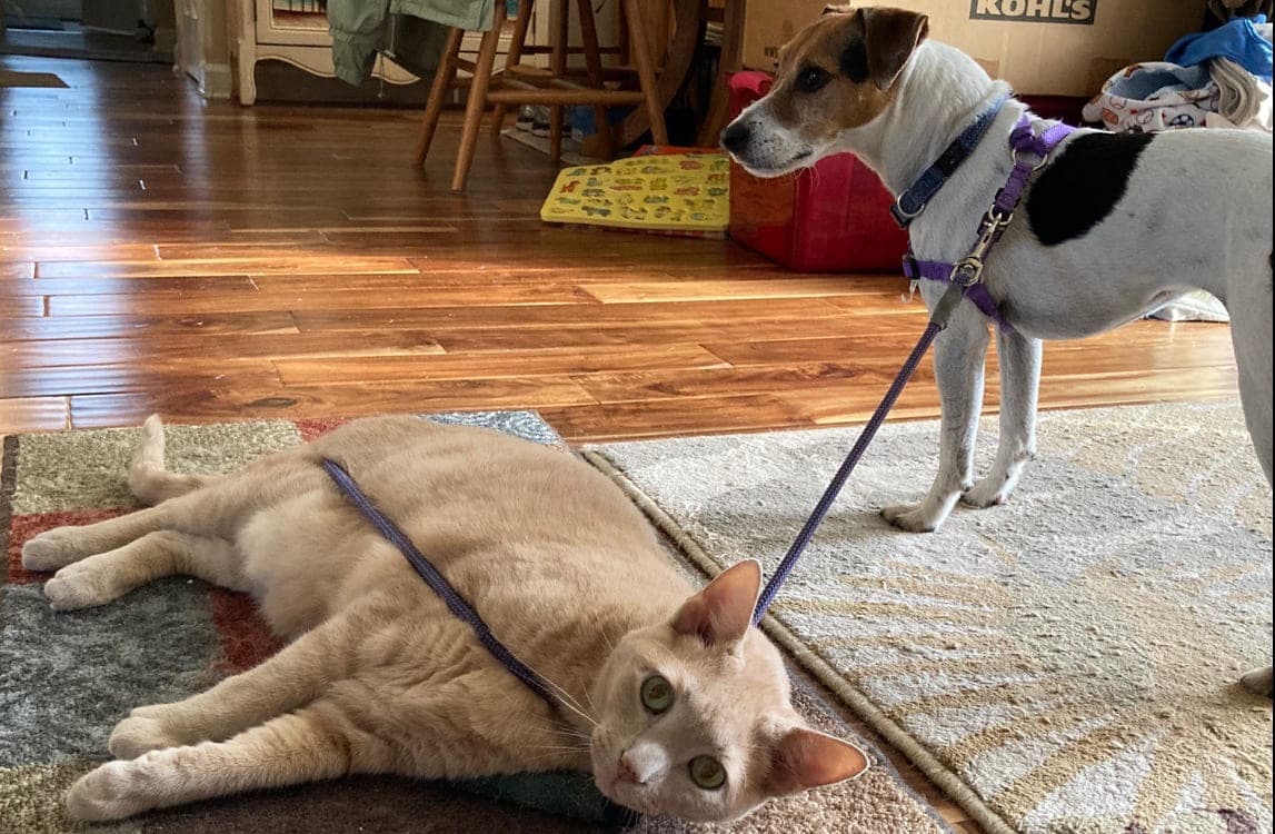A cream cat stretched out on a rug beside a Jack Russell terrier in a purple harness.