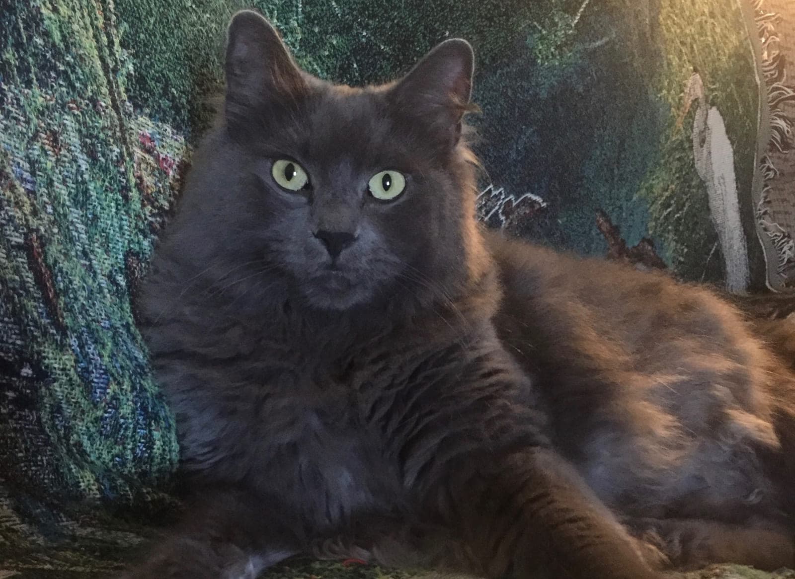A long-haired grey cat with pale green eyes, settled on a tapestry throw.